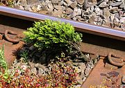 Tree growing on track at Shipton 15 June 2016